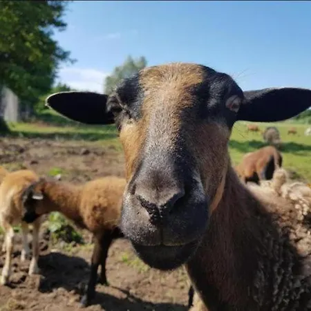 Homes Near The Lake, Mini Zoo * Gleznowo