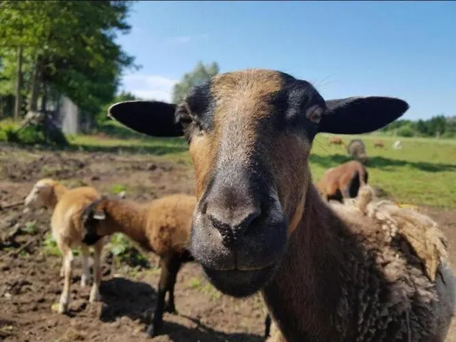 Homes Near The Lake, Mini Zoo * Gleznowo